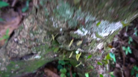 Colony Of Leaf Cutting Ants Walking Down A Tree 2 [Slow Motion] Stock Footage 89605983