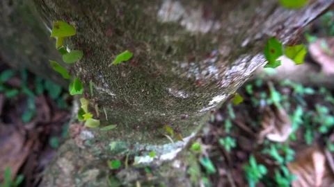 Colony Of Leaf Cutting Ants Walking Down A Tree 3 [Slow Motion] Stock Footage 89606014