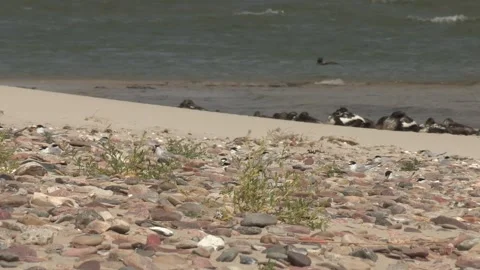 Colony of little tern on a beach Stock Footage 158507052