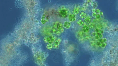 Colony of living green algae Stock Footage 308247351