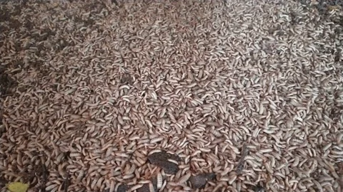 Colony of Maggots Stock Footage 202129221