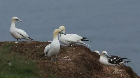 A colony of Magnificent Gannet, on the edge of cliffs. Stock Footage 140452426
