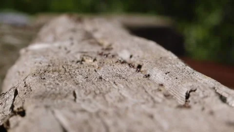 A colony of marching ants on a trunk in a a closeup macro shot. Stock Footage
