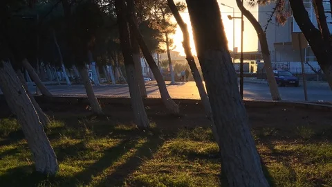 Colony of mosquitoes with backlight in the park. Stock Footage 105876684