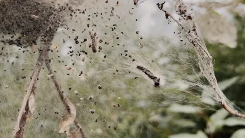 Colony of moth larvae in web nest Stock Footage 318379052
