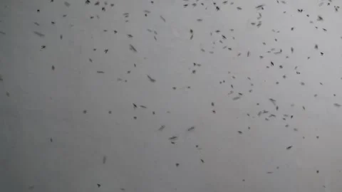 A colony of moths flying in a circle Stock Footage 296781623