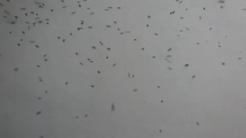 A colony of moths flying in a circle Stock Footage 296781699