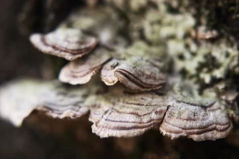 A colony of multi-colored polypore on a tree trunk Stock Photos