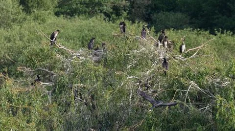 A colony of nesting comorants at the top of a tree Stock Photos