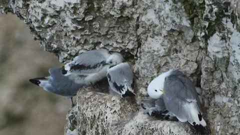 A colony of nesting Kittiwake (Rissa tridactyla) adults and chicks. Stock Footage 138680040