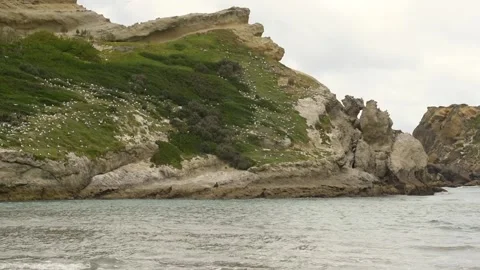 A colony of nesting red-billed gulls at Castlepoint, Wellington, New Zealand. Stock Footage 135939252