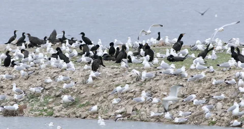 Colony of nesting Ring-billed Gull, Larus delawarensis, exclusive 4K Stock Footage 172000321