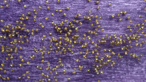 Colony of newborn spiders. A bundle of Araneus diadematus spiderlings. 스톡 동영상 90373187