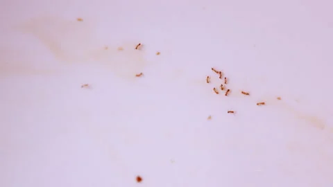 Colony of pharaoh ants swarming on a white surface Stock Footage 344059657