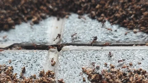 Colony of Red Ants Active Around Nest Entrance on Paver Stock Footage 345573569