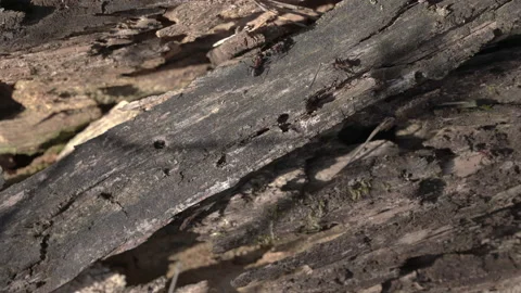 Colony of red ants crawling on tree log in nature, wildlife of insects Video stock 138140089