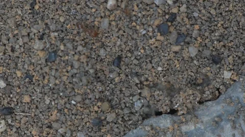 Colony of red ants 库存影片 49269543