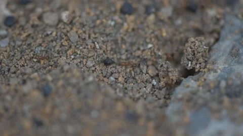 Colony of red ants 库存影片 49269986