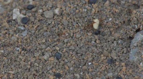 Colony of red ants Stock Footage 49270031