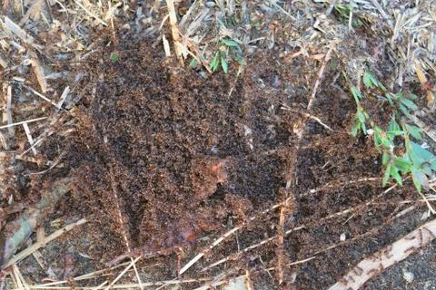 Colony of red ants small Stock Photos