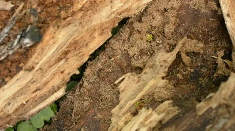 Colony of red ants at work inside a rotten log Stock Footage 59737009