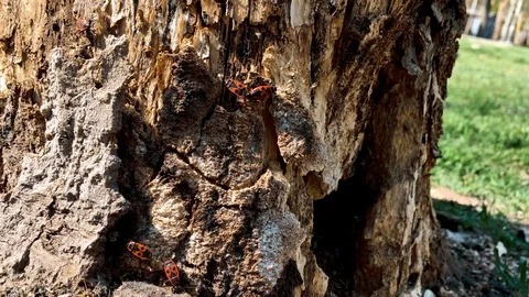 Colony of red bugs on old rotten stump. Stock Footage