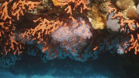 Colony of Red Corals in underwater tunnel, Mediterranean Sea Stock Footage