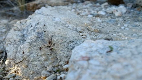 Colony of red fire ants working hard carrying food to the nest on the Video stock 100224618