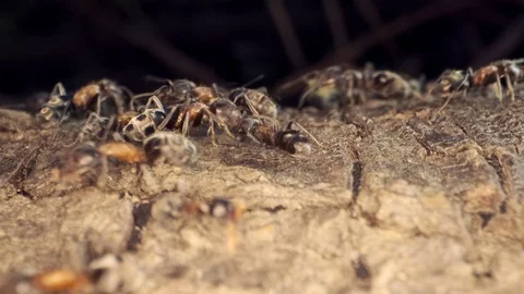 A colony of Red wood ant on the root of a tree. Super macro – 60fps Stock Footage 108608100