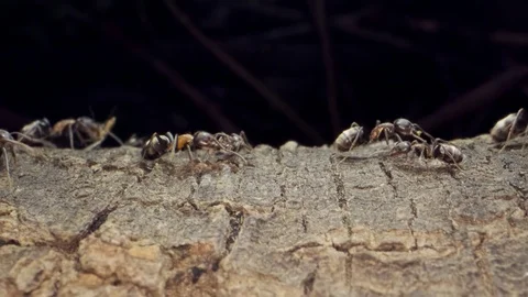 A colony of Red wood ant the root of a tree. Super macro – 60fps Stock Footage 113476409