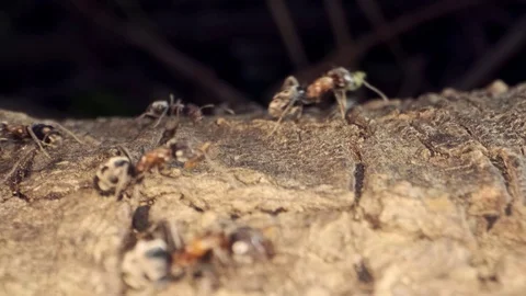 A colony of Red wood ant the root of a tree. Super macro – 60fps Stock Footage 113485310