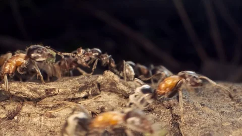 A colony of Red wood ant the root of a tree. Super macro – 60fps Stock Footage 113485591