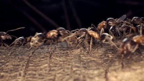 A colony of Red wood ant on the root of a tree. Super macro – 60fps Stock Footage 118814877