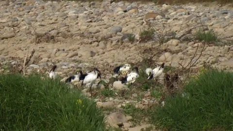 Colony of sacred ibis. Stock Footage 152932656