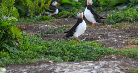 A colony of seabirds sitting to the cliff face on Inner Farne. UK Stock Footage 112433022