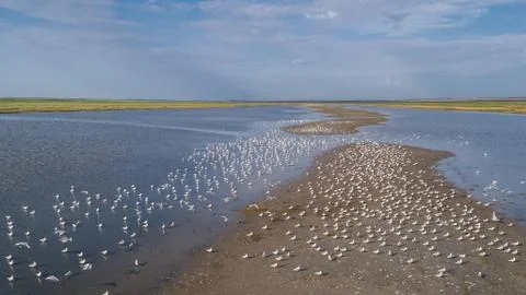 Colony of seagulls Stock Photos