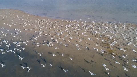 Colony of seagulls Stock Photos