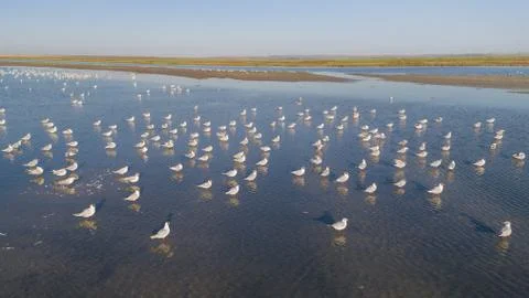 Colony of seagulls Stock Photos