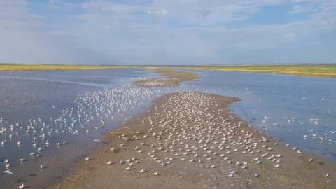Colony of seagulls Stock Photos