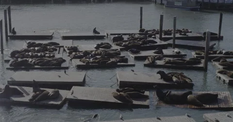 A colony of seals laying on floating platforms in San Francisco port Stock-Footage 150374572