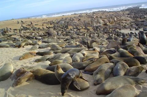 Colony seals Foto stock
