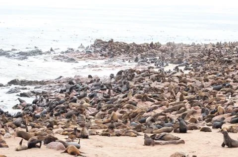 Colony of seals Stock Photos