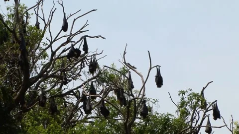Colony of sleeping Grey Headed Flying Foxes (Fruit bats) in Sydney, Stock Footage 137556823
