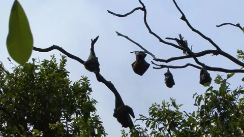 Colony of sleeping Grey Headed Flying Foxes (Pteropus poliocephalus or Stock Footage 137556839