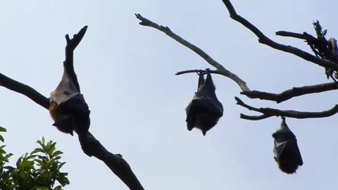 Colony of sleeping Grey Headed Flying Foxes (Pteropus poliocephalus or Stock Footage 137556853