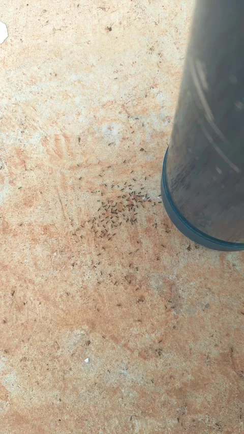 A colony of small black ants gathering on the ground near an object Stock Footage 337724042