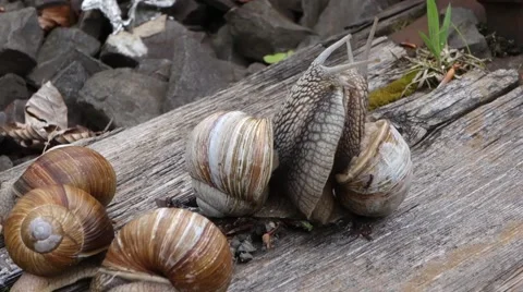 The colony of snails Stock Footage 63500824