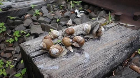 The colony of snails Stock Footage 63500968