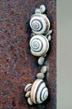 Colony of snails on a rusty iron Stock Photos