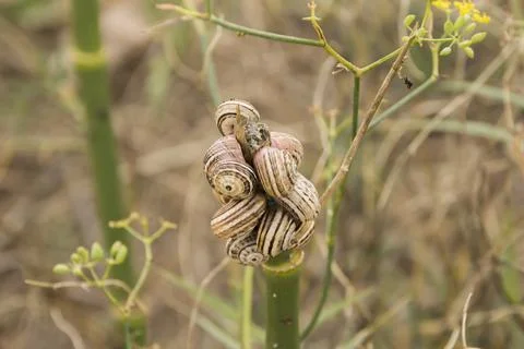 Colony of snails on a stem Stock Photos